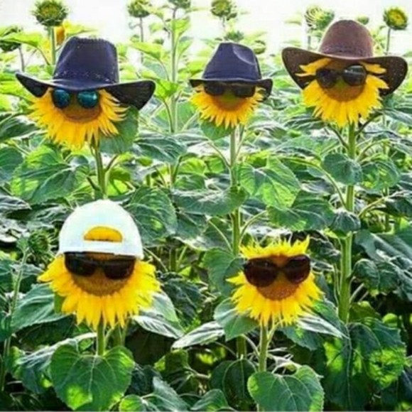 Meet your Posher, Honey "Annatalie" - Picture 5 of 16